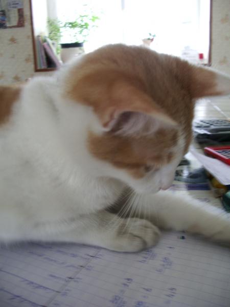 loulou