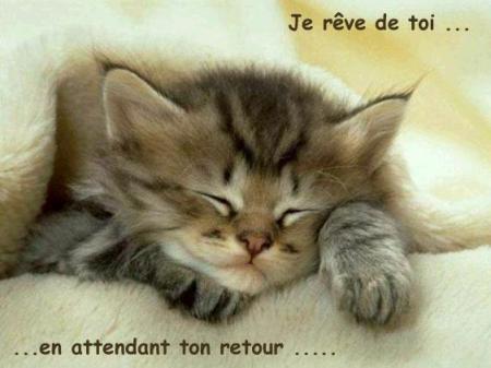 chaton