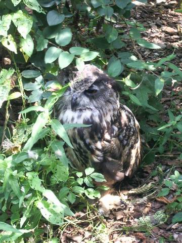 o park d&eacute; oiseaux