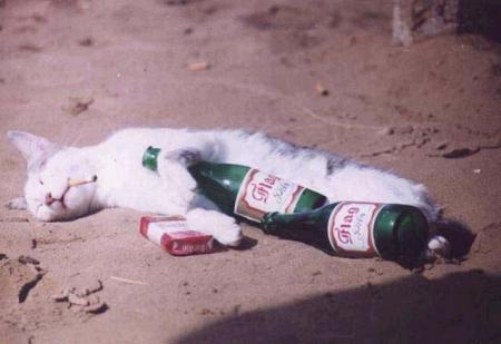 chat ( qui se laise al&eacute; ! )