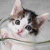 ptit chaton