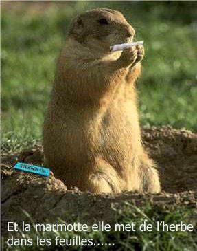 marmotte