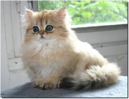 chat miol&eacute;