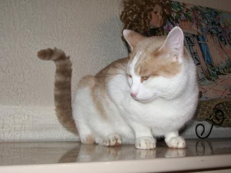 mon cat
